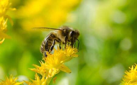 Bee
