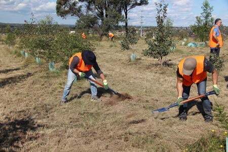 NSW planting