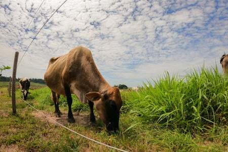 Photograph of cattle grazing in a field in Peru. Uses a fisheye lens.