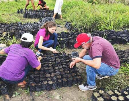 Seedlings being planted_Pernambuco