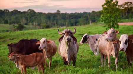 AGRAP cows